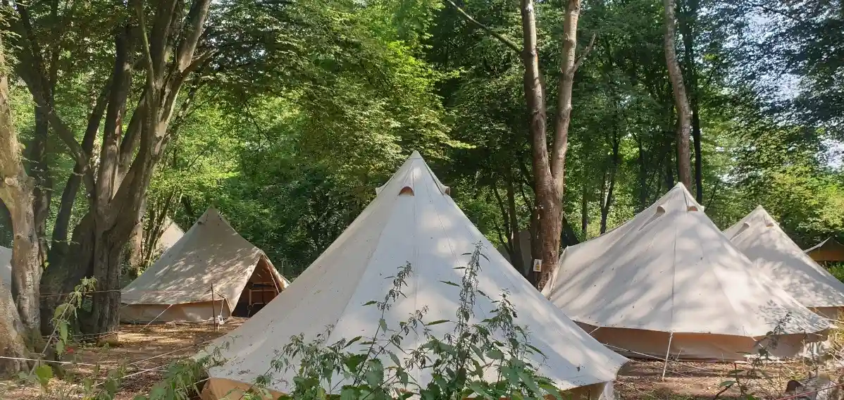 Bell tents in the woods