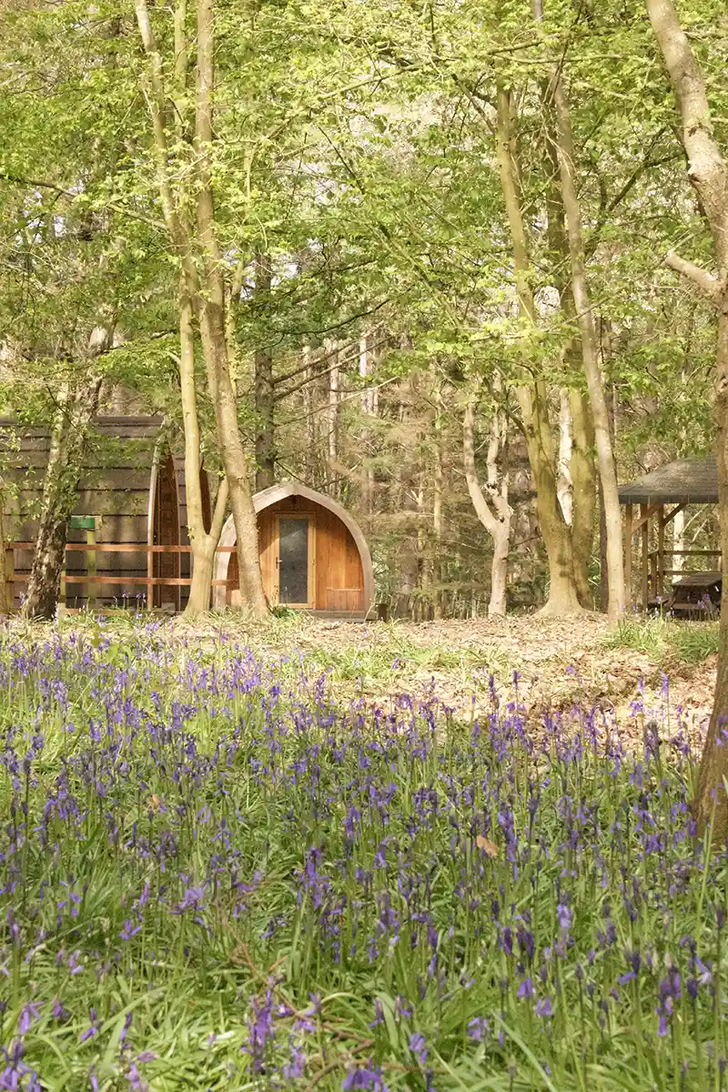 Wooden pod village nestled in bluebell woodland