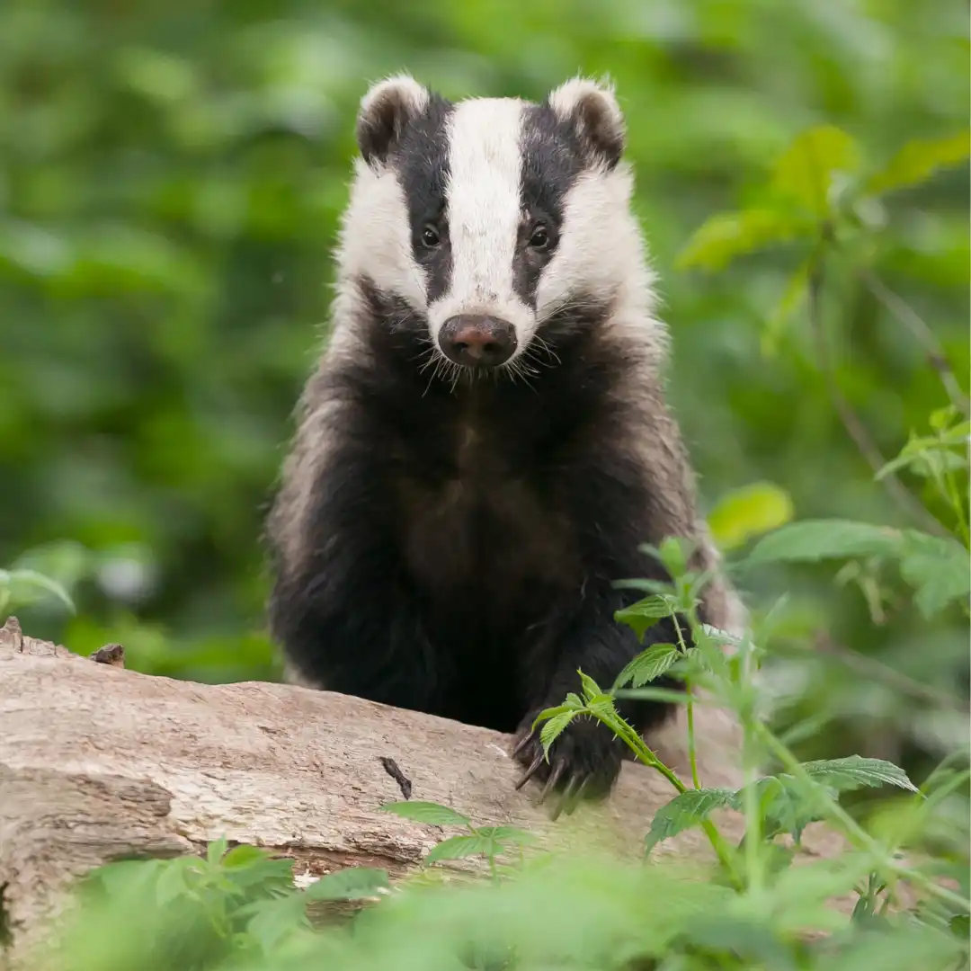 Badger climbing over a log