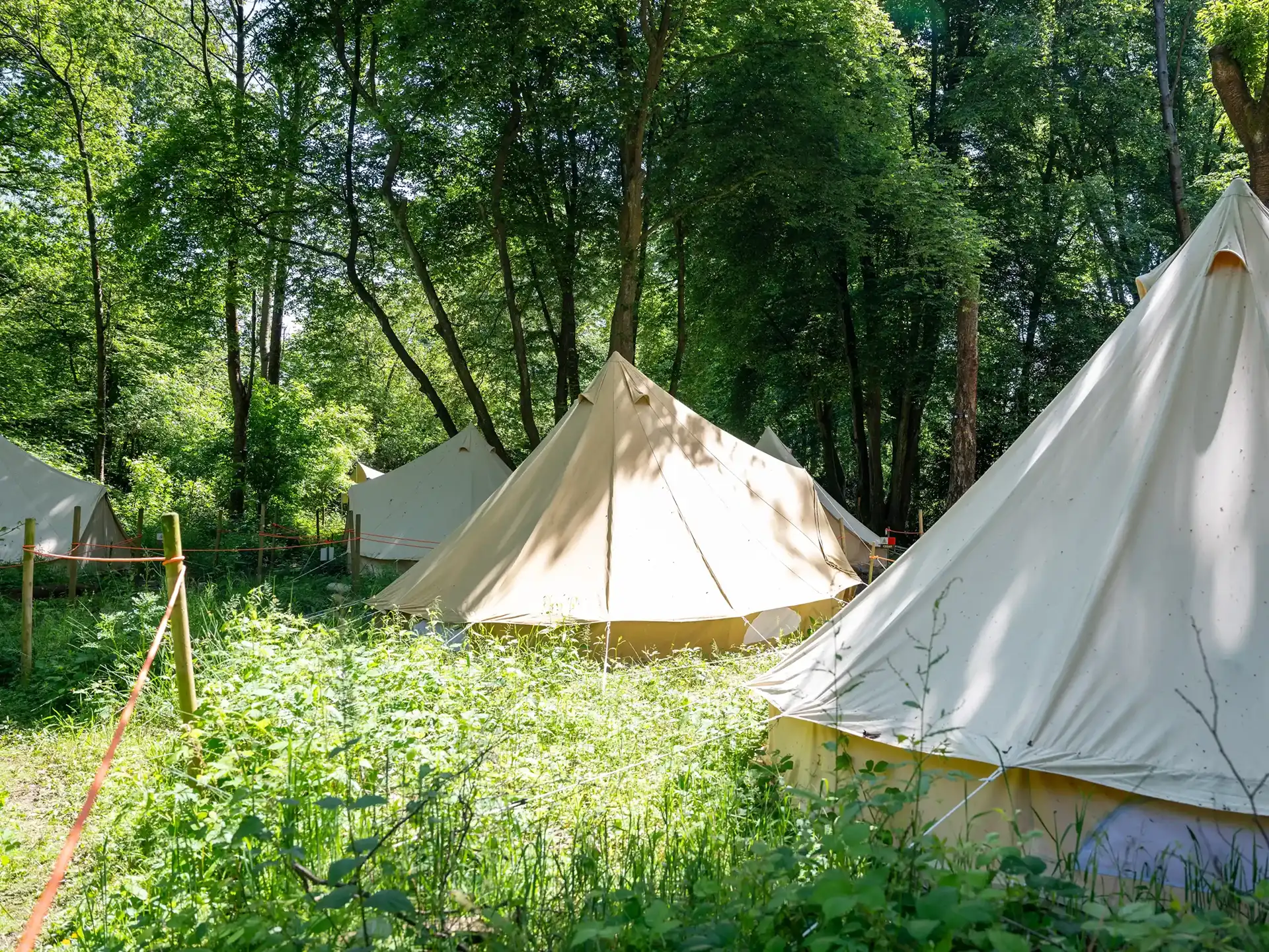 Featured image for “Reconnect your students with nature on a wonderful woodland school trip”